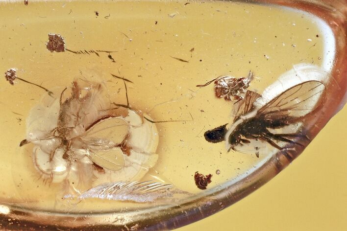 Fossil Dance Fly, Springtail, and Gall Midge In Baltic Amber #367526